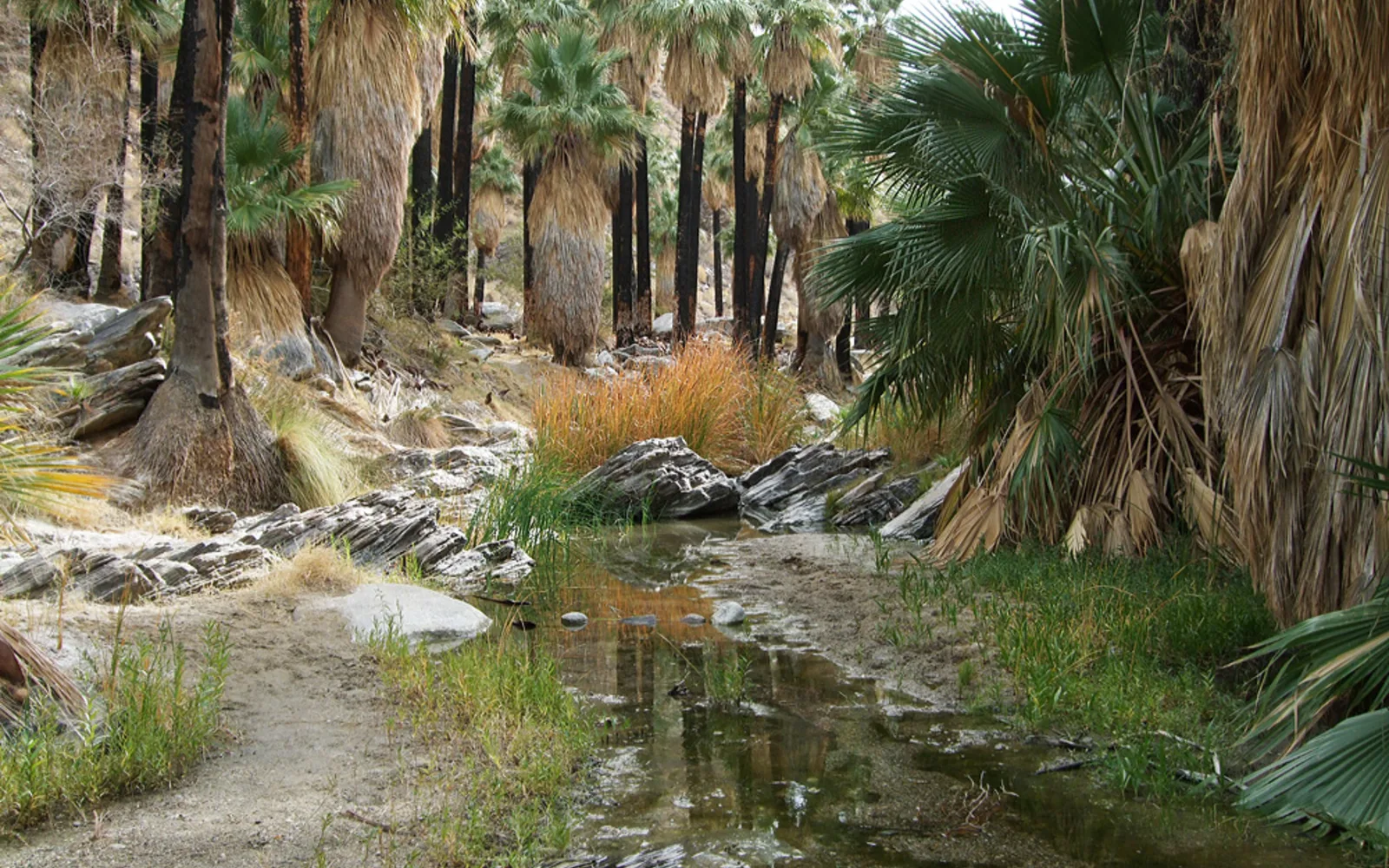 Riparian oasis with green vegetation and fan palms in the Indian Canyons, showing the desert stream and botanical features managed by the Agua Caliente Band of Cahuilla Indians